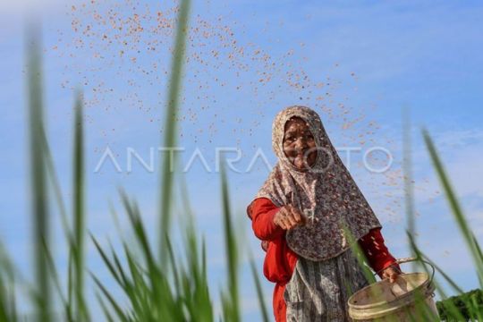 FOTO - Alokasi pupuk bersubsidi 2026 di Sulsel