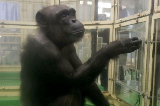 Simpanse melek huruf di Jepang mati di usia 49 tahun