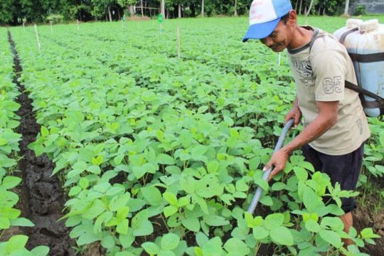 PTPN I Hadirkan &ldquo;Enero&rdquo;, Pupuk Pemulih Kesuburan Tanah Alami