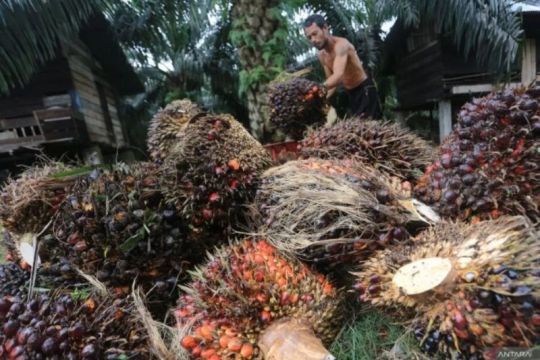 China dan Indonesia dorong kerja sama industri sawit rendah karbon