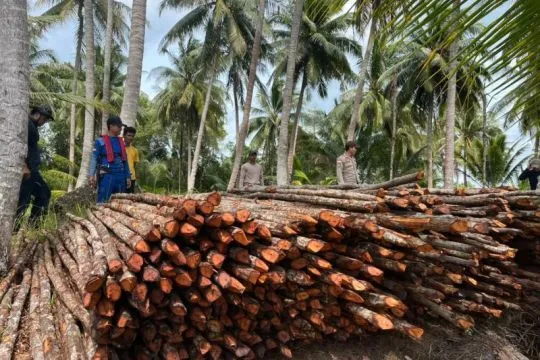 Polres Lingga tetapkan enam tersangka pembalakan kayu bakau
