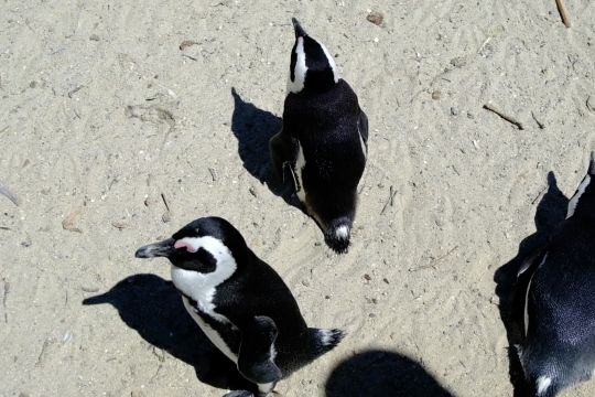 Flu burung ancam kehidupan penguin Afrika yang terancam punah