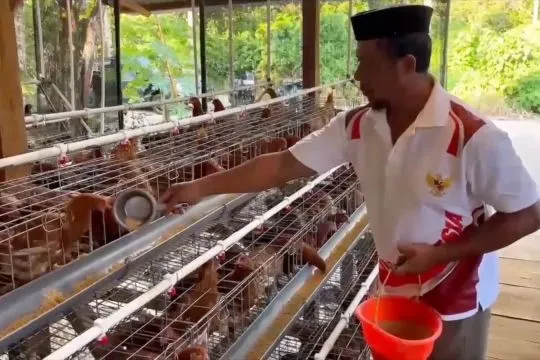 Pemda Muna Barat libatkan peternak ayam lokal untuk dukung MBG