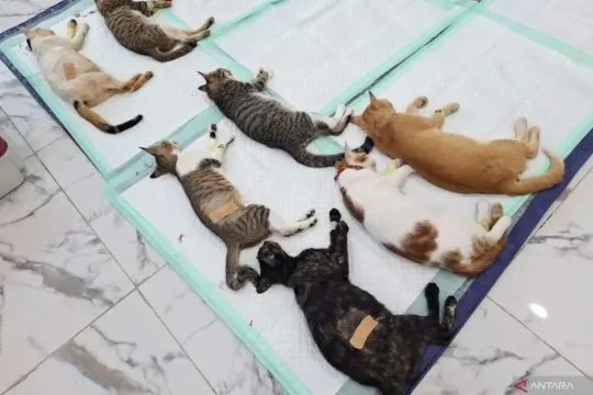 PDHI dorong regulasi kesejahteraan hewan demi kesehatan warga