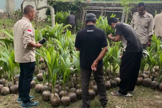 Banyumas bidik pusat ekspor gula dari kelapa genjah