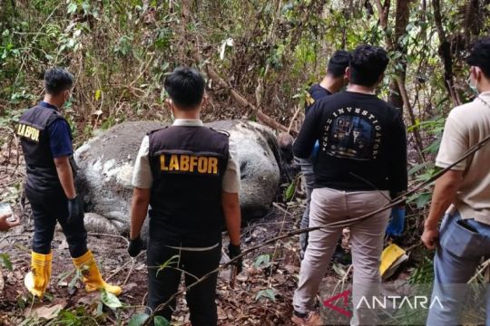 Kemenhut dalami kematian gajah tanpa kepala di area perusahaan di Riau