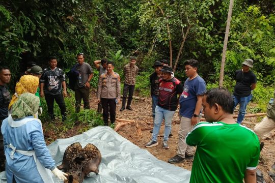 Kemenhut panggil pihak perusahaan terkait kematian gajah di Riau