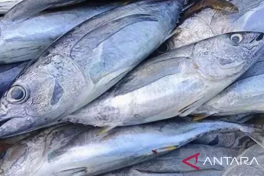 Lima jenis ikan yang sebaiknya dibeli dalam keadaan beku