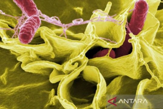 Wabah salmonella akibat jalapeno menyebar ke 27 negara bagian AS