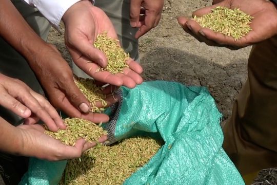 Bulog Sumsel-Babel dorong petani di Muba tingkatkan indeks tanam