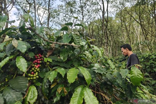 Warga Agusen optimistis pemulihan lahan pertanian segera terealisasi
