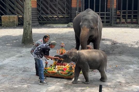 Ulang tahun bayi gajah Sumatera betina di Batu semarakkan hari Kartini