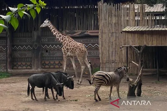 TSI komitmen pertahankan nilai budaya saat kelola Bandung Zoo