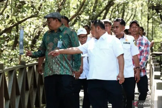 Kemenhut kerja sama kembangkan ekowisata mangrove Kabupaten Penajam