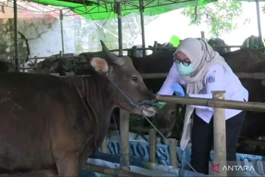 Jelang Idul Adha, hewan kurban di Jakbar diberi vitamin anti-stres