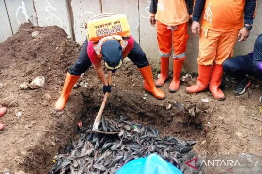 KPKP DKI soroti temuan kandungan bakteri berbahaya dalam ikan sapu-sapu