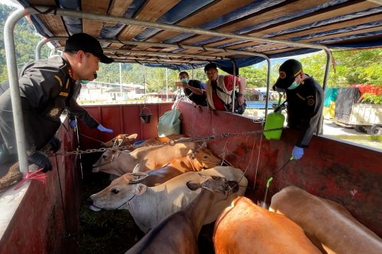 BKHIT intensifkan pengawasan pengiriman hewan kurban ke Mentawai