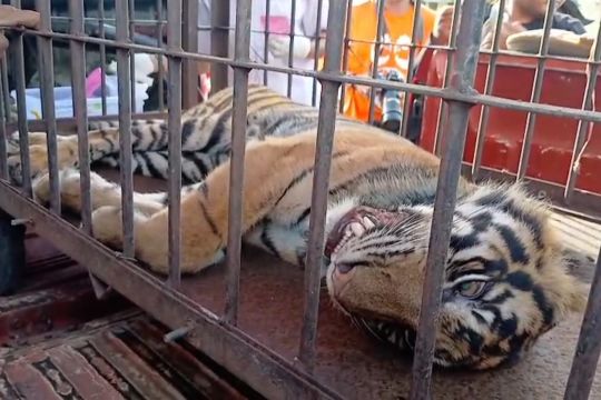 BKSDA Sumbar evakuasi harimau terjerat perangkap babi di Pasaman