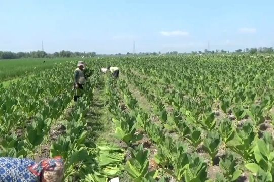 Kemarau kering karena El Nino, Ngawi tambah luas tanam tembakau