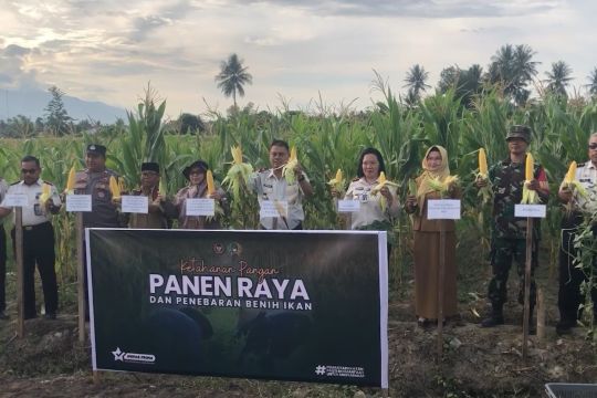 Panen raya jagung, cara Lapas Perempuan Palu upayakan ketahanan pangan