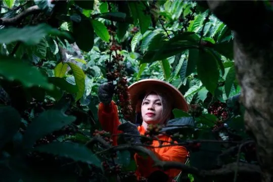 PTPN I Perkuat Rantai Pasok Kopi Global, Bidik Peningkatan Produktivitas dan Pasar Ekspor