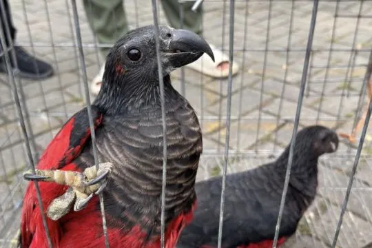 Kemenhut gagalkan perdagangan 100 satwa dilindungi di Tanjung Priok