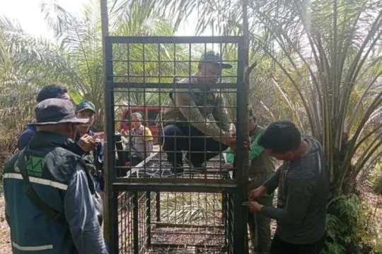 Kemenhut tangani konflik beruang di Riau, utamakan keselamatan warga