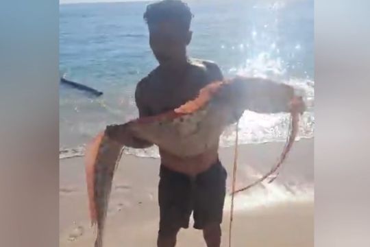 Warga temukan oarfish terdampar, DKP NTB sebut bukan penanda bencana