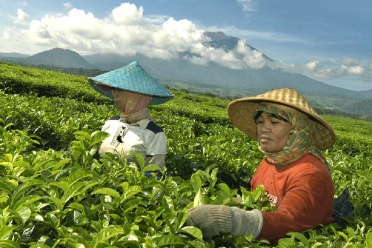 Industri teh Indonesia dalam keadaan lesu