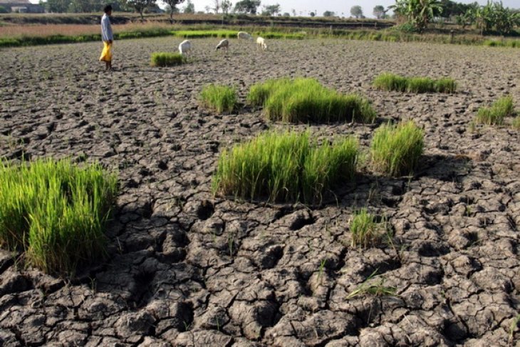 59 desa di Gresik alami kesulitan air bersih