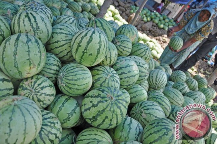Petani Siak tanam tumpang sari semangka di tengah lahan sawit