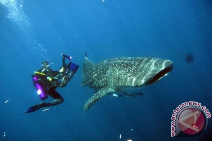 Shark fishing ban in Raja Ampat continues to be violated