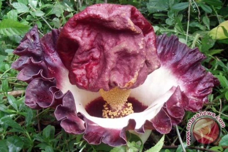 Gambar Bunga Raflesia Sketsa - Gambar Ngetrend dan VIRAL