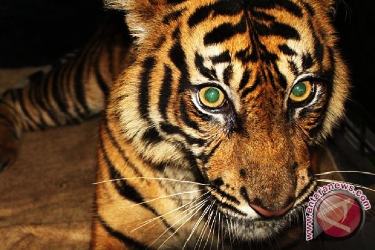 Petani Jambi resah setelah dua orang diterkam harimau