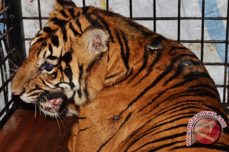 Harimau Sumatra terjerat perangkap babi
