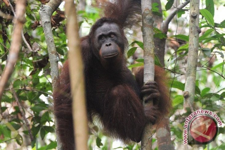 12 Orangutan dilepasliarkan di hari bumi