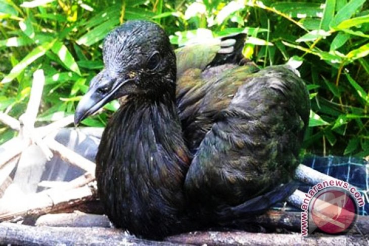 BKSDA gagalkan penyelundupan 400 burung dilindungi