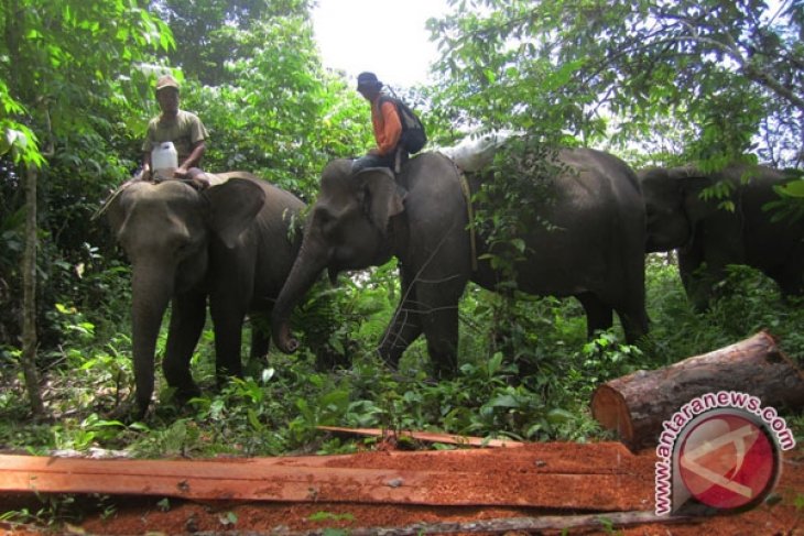 BKSDA Bengkulu pasang infus gajah liar sakit