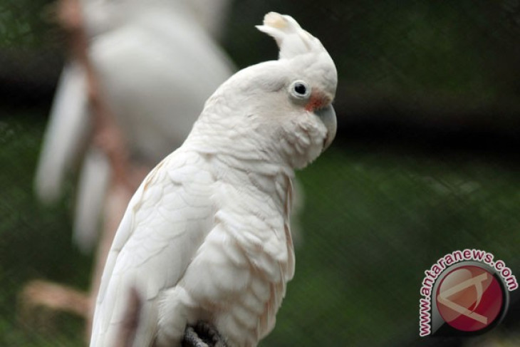 Burung kakatua Tanimbar dilepasliarkan ke habitat