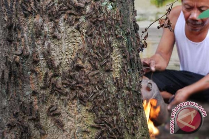 Tujuh hektare lahan warga sumbar diserang ulat bulu
