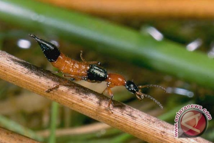 Alih Fungsi Lahan Sebabkan Tomcat Ke Pemukiman Antara News Jambi