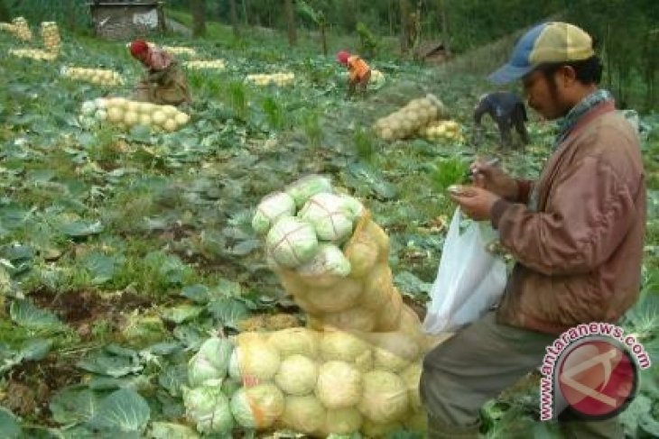 Batan Kembangkan Metode Boron Sembuhkan Kanker