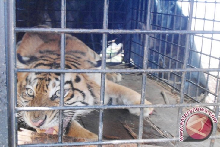 Arifin berniat jerat babi justru diterkam harimau