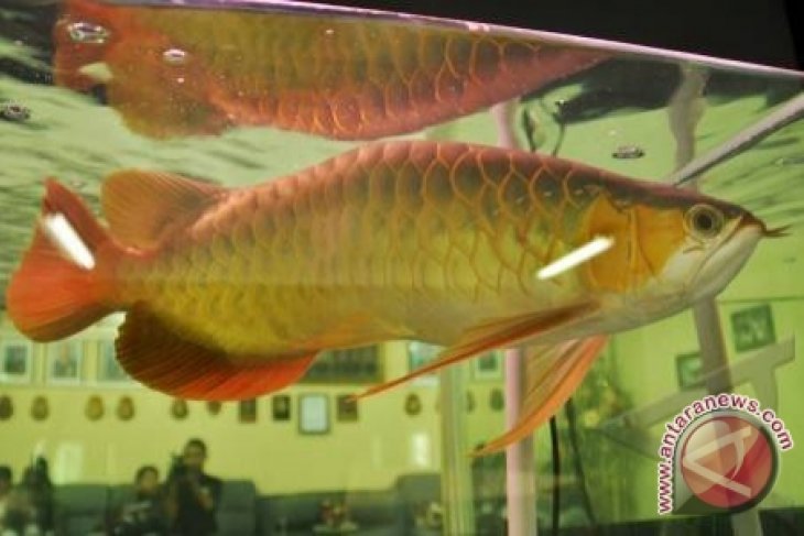 6400 Desain Aquarium Ikan Arwana Gratis Terbaru