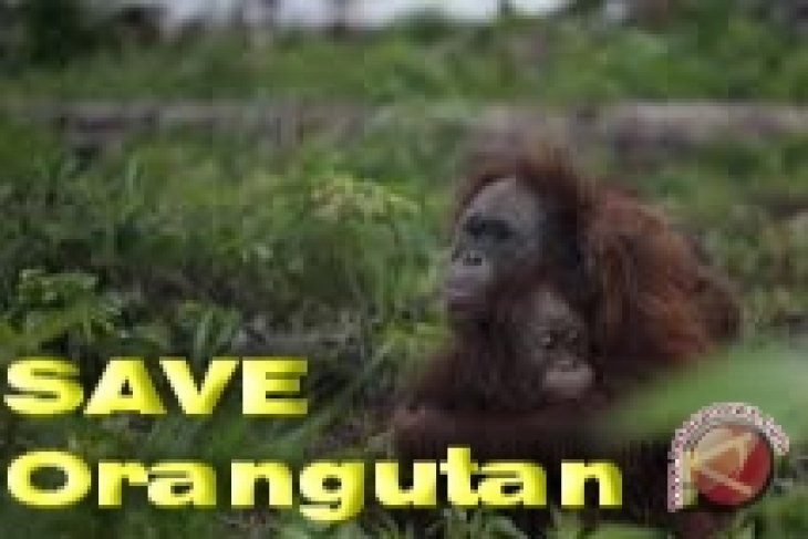 Pembantai Orangutan Divonis Delapan Bulan Penjara