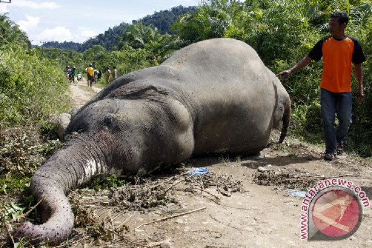 18+ Gambar Gajah Sumatera Kartun - Miki Kartun