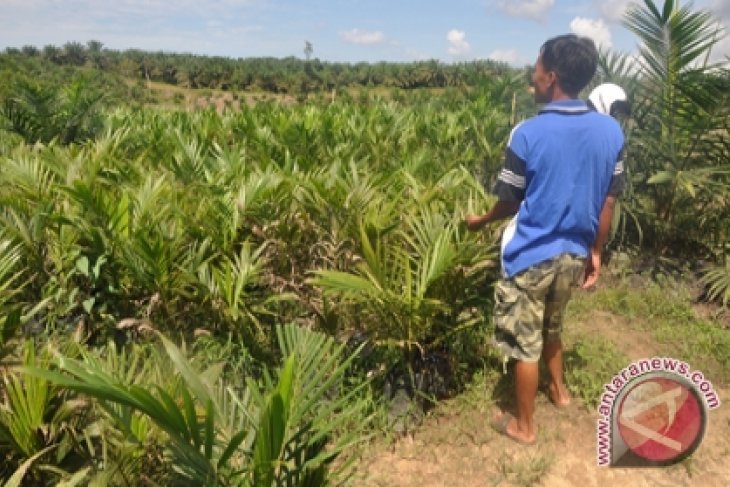 Tanaman Kelapa Sawit Diserang Landak Antara News Kalimantan Selatan