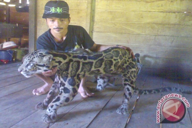 Macan Dahan Kalimantan Satwa Dengan Sejuta Cerita Antara News