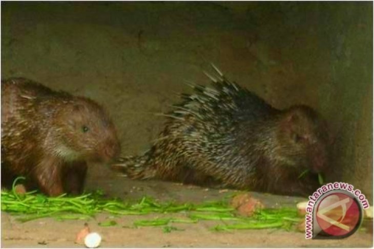 Menjaga Sawit Dari Serangan Landak Antara News Kalimantan Barat