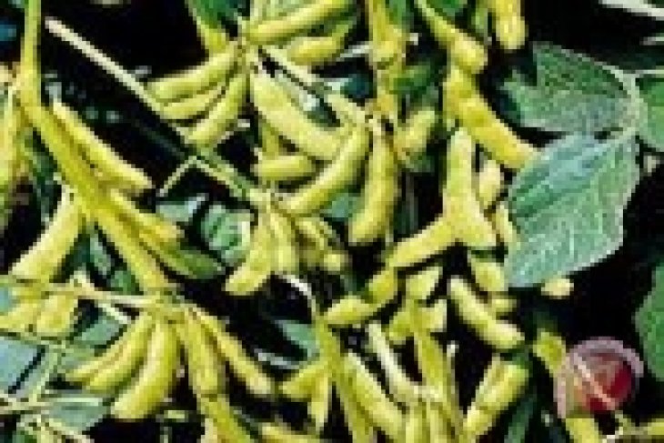 Harga Kedelai Stabil di Singkawang